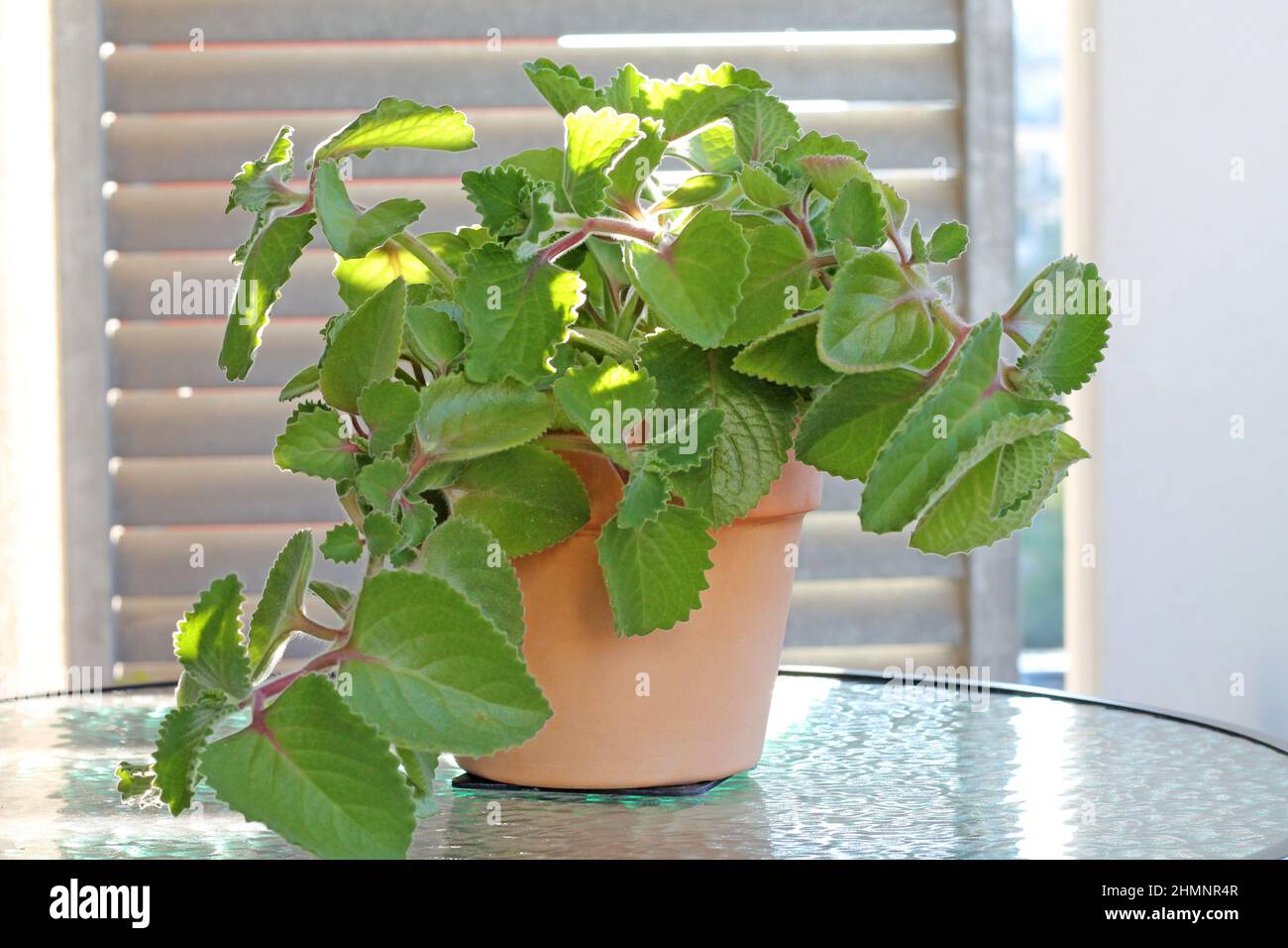 Coleus amboinicus or Plectranthus amboinicus growing in a pot. The herb is used as a spice and ornamental plant. Stock Photo