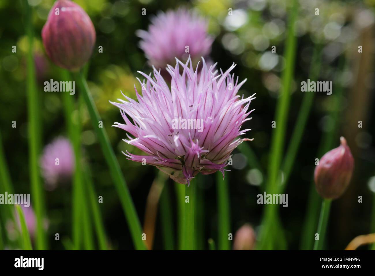 Edible buds hires stock photography and images Alamy
