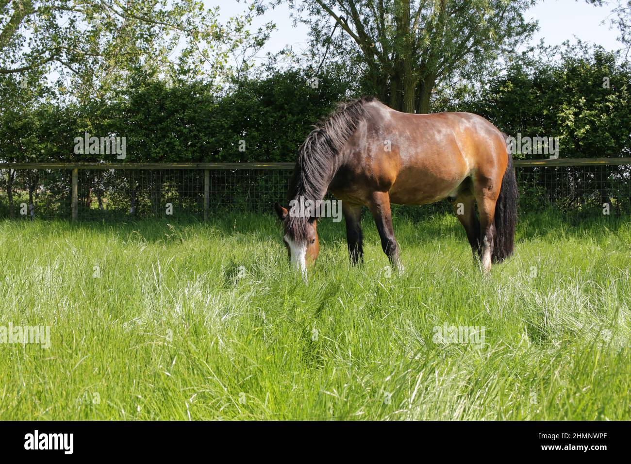 Horse grazing in a tree lined paddock Stock Photo