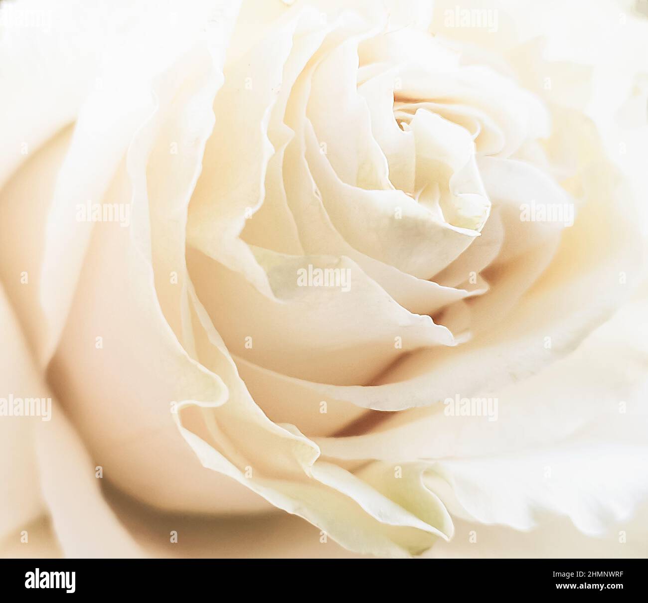 Close-up of a tea rose bud. Soft beige petals. Beautiful natural ...
