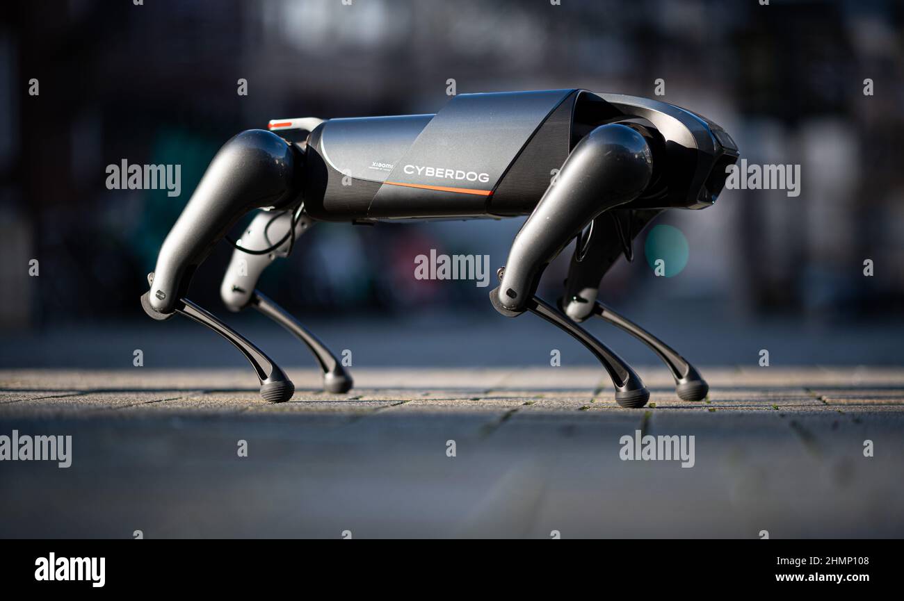 Hamburg, Germany. 11th Feb, 2022. A Cyberdog robot dog from Chinese ...