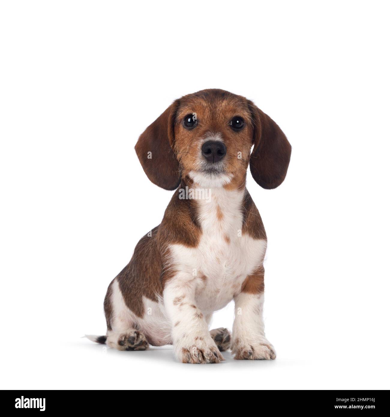 Piebald dachshund hi res stock photography and images Alamy