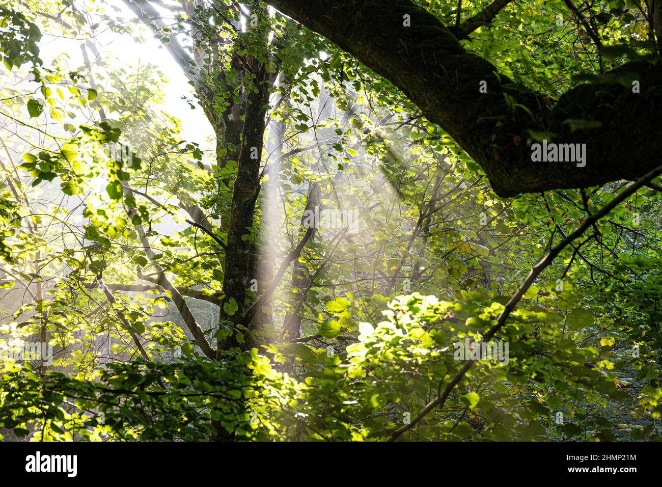 A shaft of sunlight shining through trees at Saddell on the Kintyre Peninsula, Argyll & Bute, Scotland UK Stock Photo