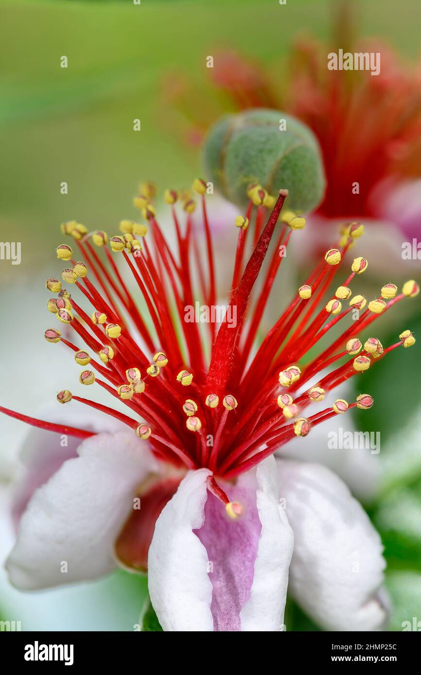 Acca sellowiana is a species of flowering plant in the myrtle family, Myrtaceae. It is widely cultivated as an ornamental tree and for its fruit. Comm Stock Photo