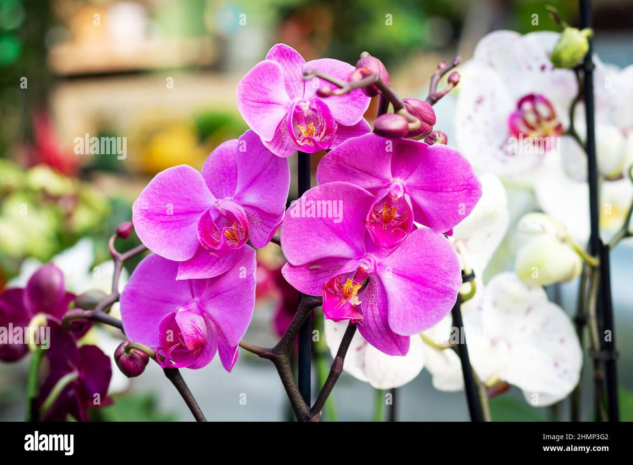 Beautiful purple Orchid Phalaenopsis flower Stock Photo