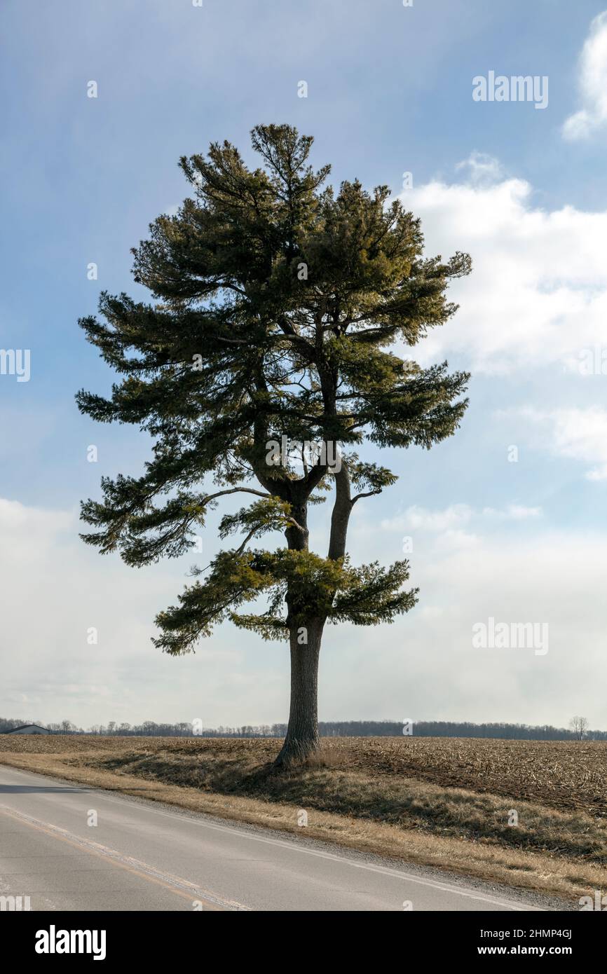 Eastern White Pine tree (Pinus strobus) along roadside, E USA, by James D Coppinger/Dembinsky Photo Assoc Stock Photo