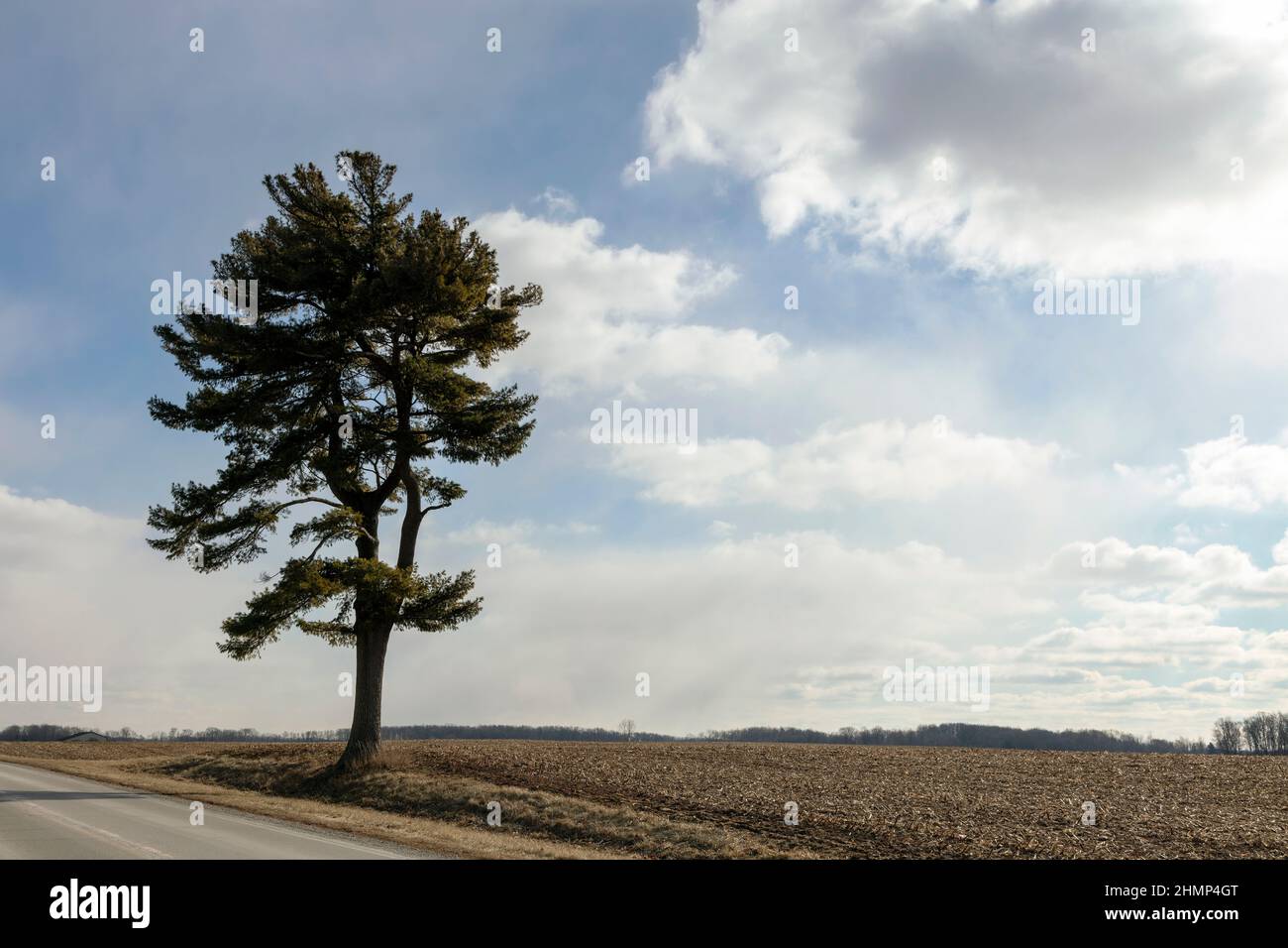 Eastern White Pine tree (Pinus strobus) along roadside, E USA, by James D Coppinger/Dembinsky Photo Assoc Stock Photo