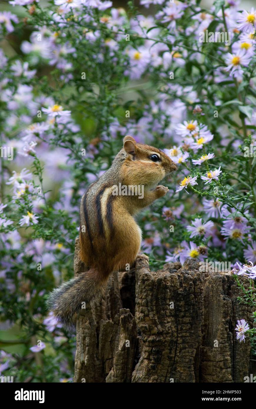 Eastern Chipmunk Tamias striatus with New England Asters  E North America, by Skip Moody/Dembinsky Photo Assoc Stock Photo