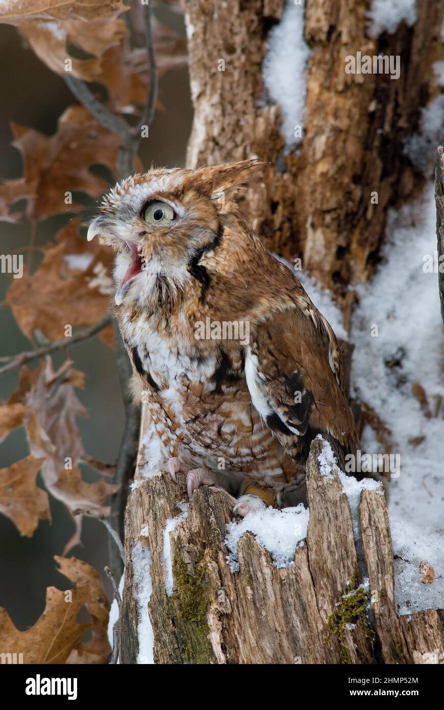 Screech Owl yawning, (Megascops asio), Winter, E North America, by Skip Moody/Dembinsky Photo Assoc Stock Photo