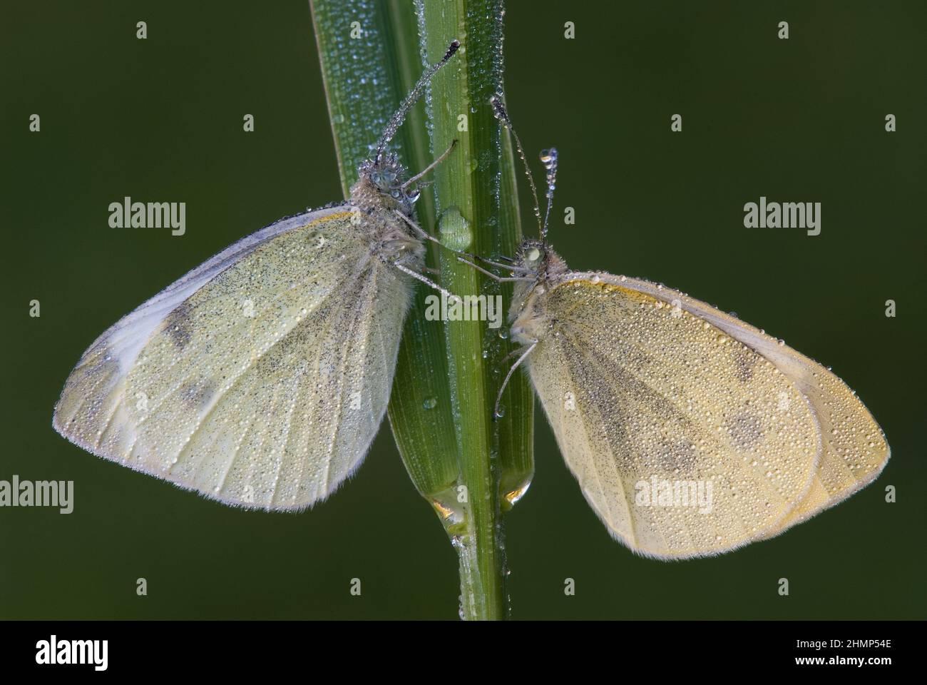 Cabbage White butterflies (Pieris rapae) resting on blade of dewy grass, E USA, by Skip Moody/Dembinsky Photo Assoc Stock Photo