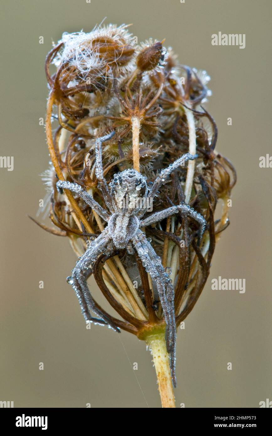 Dewy Running Crab Spider on dead Queen Anne's Lace       Eastern USA     Michigan Stock Photo