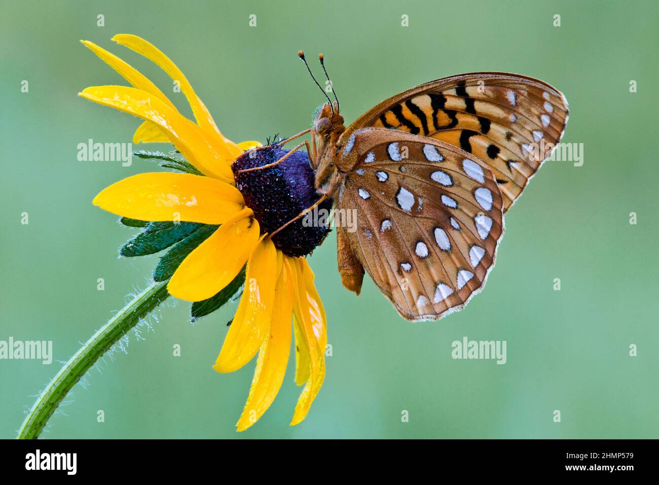 Great Spangled Fritillary Butterfly on Black-eyed Susan, E USA, by Skip Moody/Dembinsky Photo Assoc Stock Photo