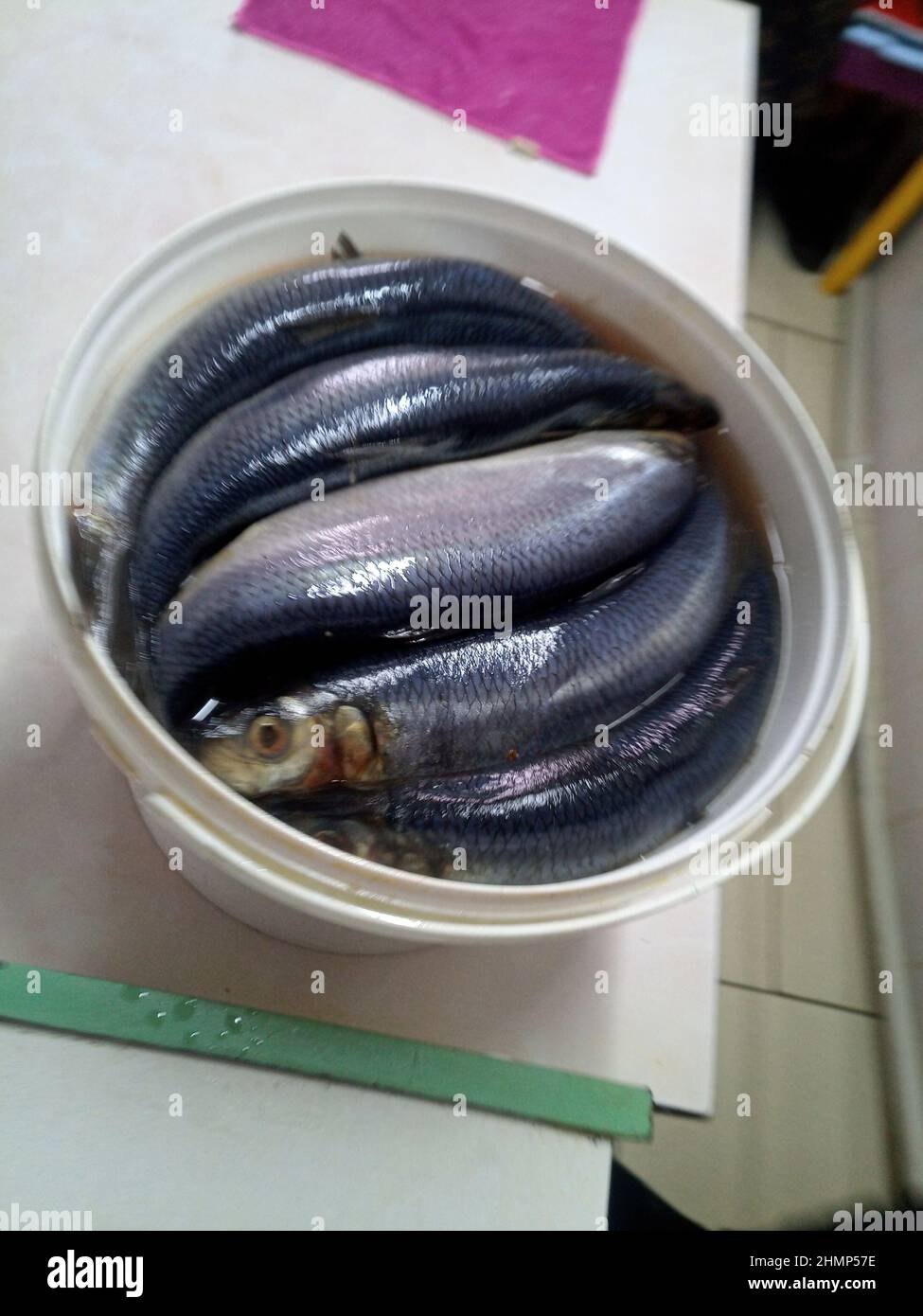 Salted herring in a bucket. Fish herring in a bucket. Stock Photo