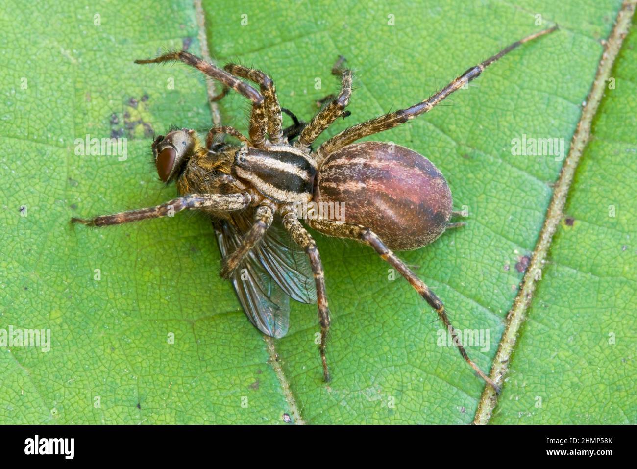 Wolf spider feeding on captured fly, E USA, by Skip Moody/Dembinsky Photo Assoc Stock Photo