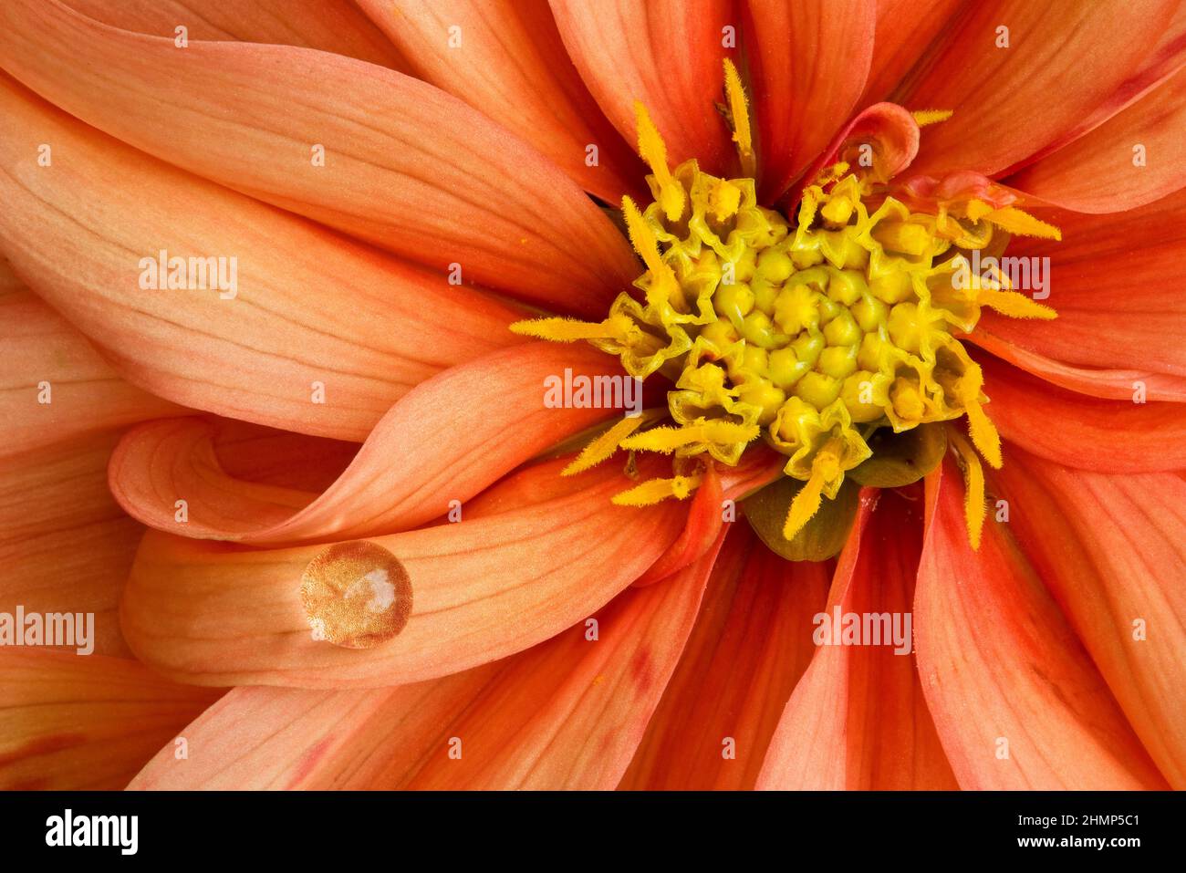 Dahlia flower and drop of water, USA, by Skip Moody/Dembinsky Photo Assoc Stock Photo