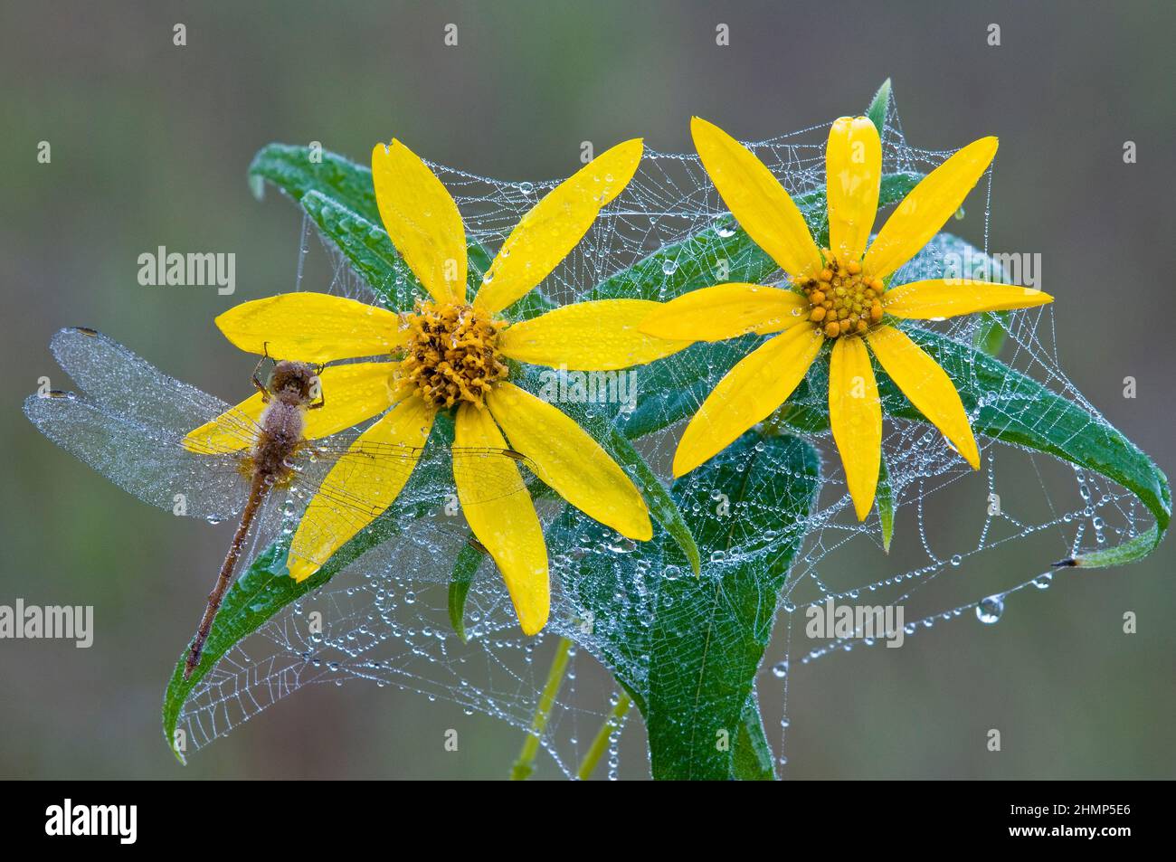 Eastern Amber Dragonfly and dewy webs on Small Woodland Sunflowers, E USA, by Skip Moody/Dembinsky Photo Assoc Stock Photo