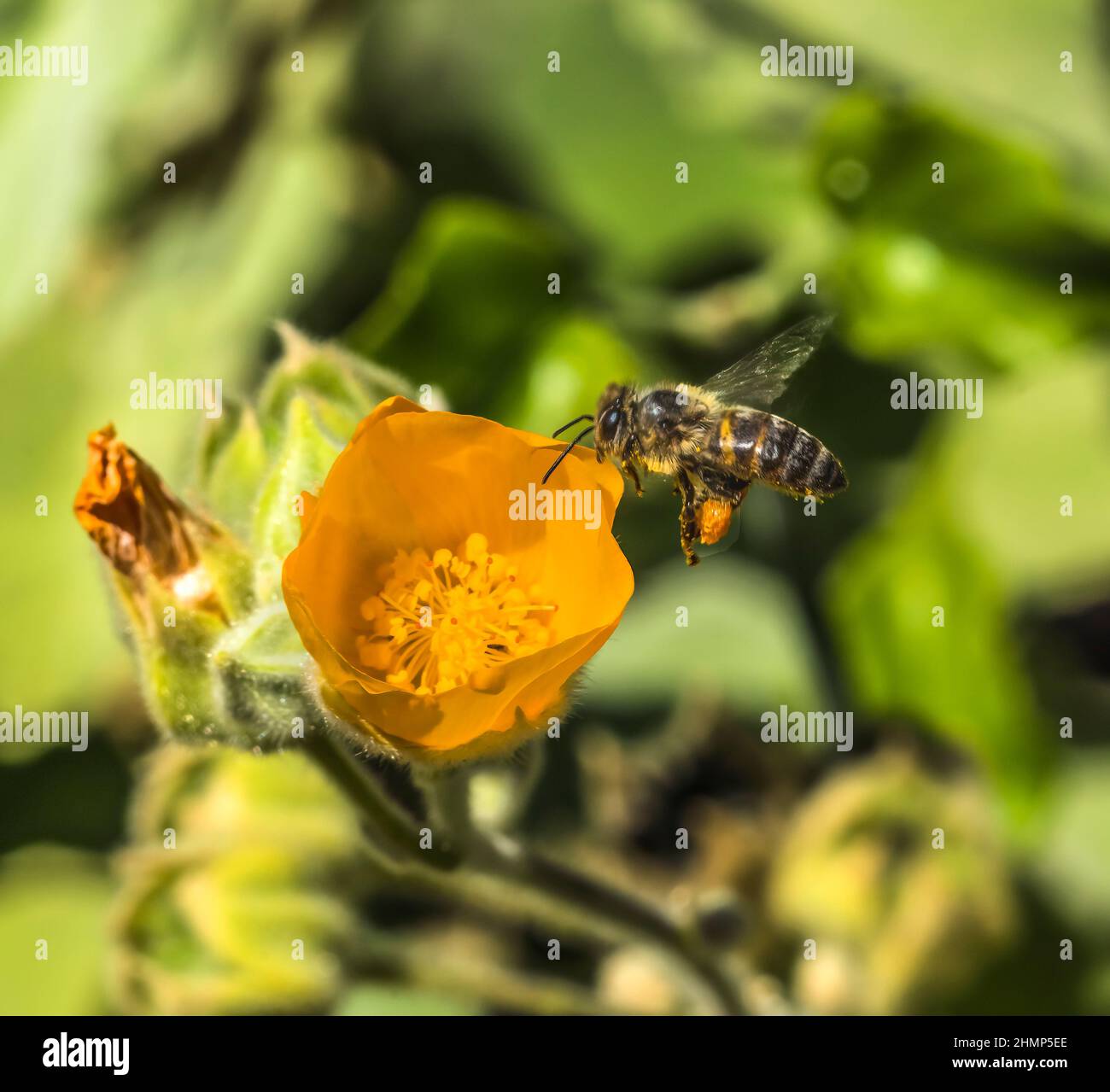 Flying Honey Bee with Pollen Yellow Hairy Indian Mallow Blooming Macro Desert Botanical Garden Phoenix Arizona Abutilon grandifolium Stock Photo