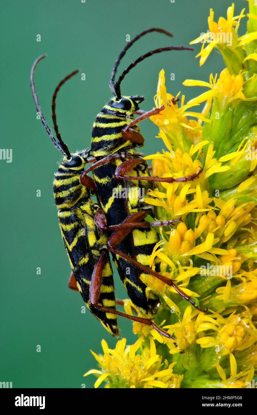 Mating Locust Borer Beetles (Megacyllene robiniae) on goldenrod (Solidago), Autumn, E USA, by Skip Moody/Dembinsky Photo Assoc Stock Photo