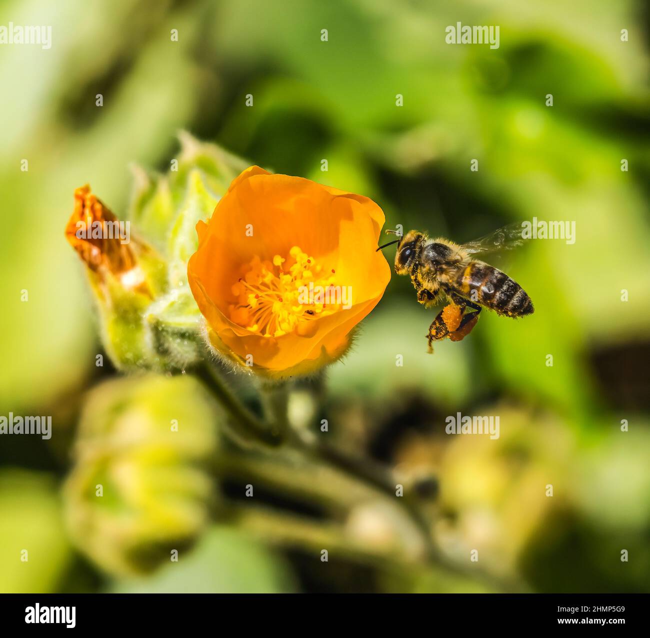 Flying Bee with Pollen Yellow Hairy Indian Mallow Blooming Macro Desert Botanical Garden Phoenix Arizona Abutilon grandifolium Stock Photo