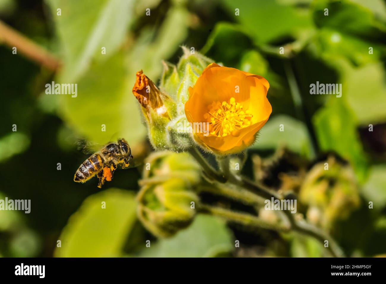 Flying Bee with Pollen Yellow Hairy Indian Mallow Blooming Macro Desert Botanical Garden Phoenix Arizona Abutilon grandifolium. Stock Photo