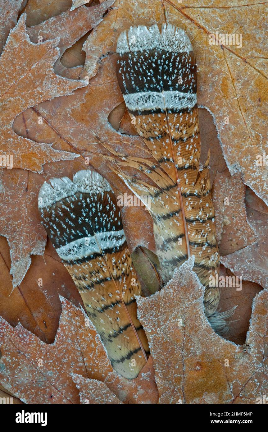Frost on Ruffed Grouse feathers, forest floor, E USA, by Skip Moody/Dembinsky Photo Assoc Stock Photo