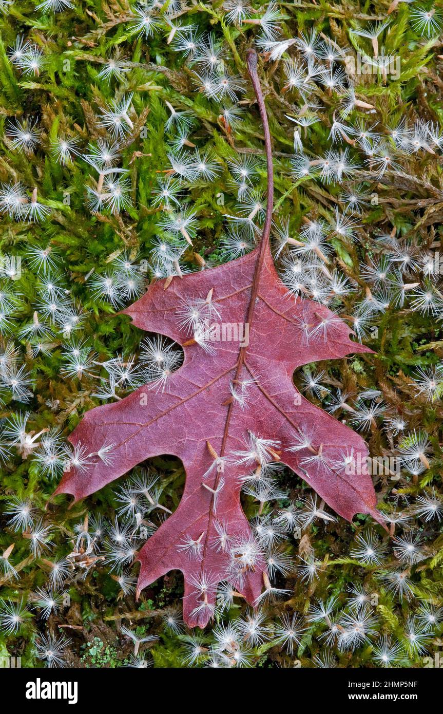 Goldenrod seeds scattered on forest floor and Oak leaf, Autumn, E USA, by Skip Moody/Dembinsky Photo Assoc Stock Photo