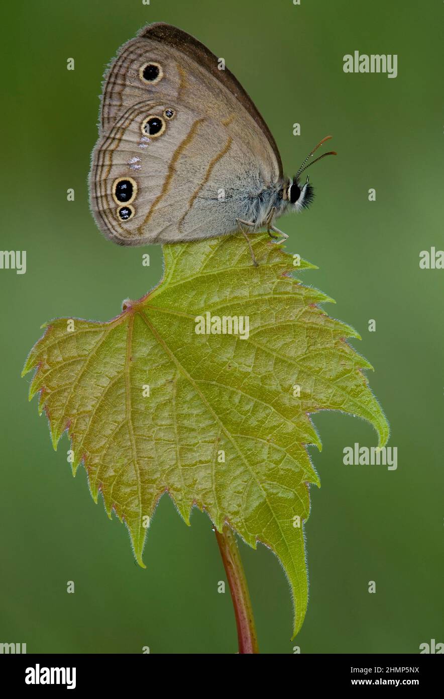 Little Wood Satyr butterfly (Megisto cymela) perched on leaf, E USA, by Skip Moody/Dembinsky Photo Assoc Stock Photo