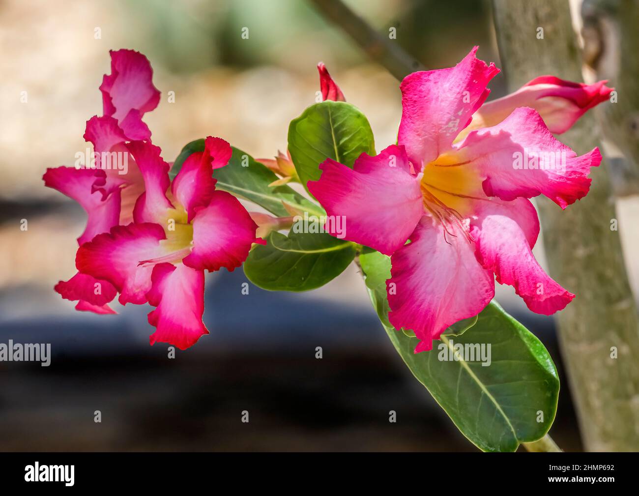 Colorful Pink Desert Roses Blooming Desert Botanical Garden Phoenix ...