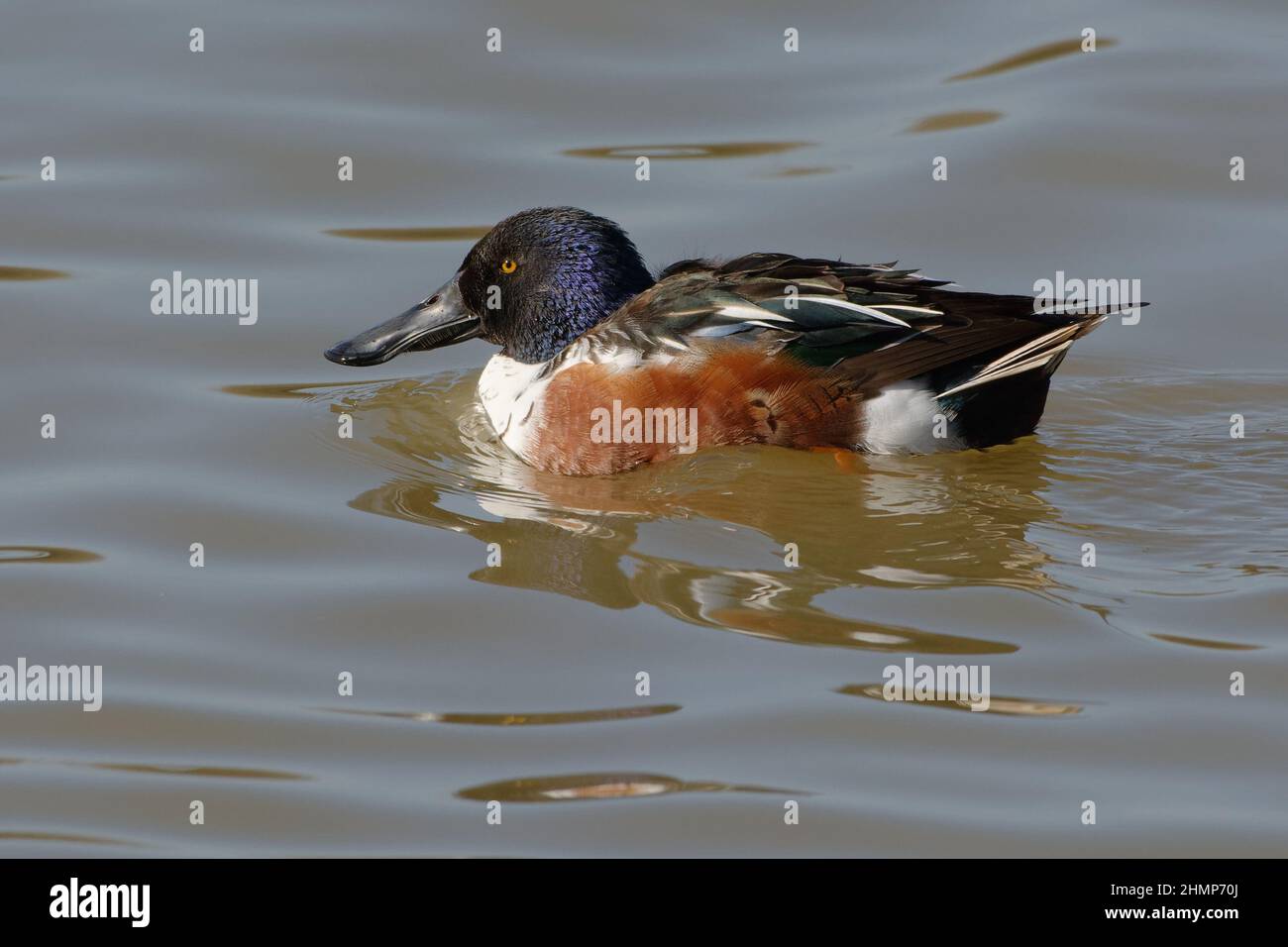 Northern Shoveler (Spatula clypeata) Stock Photo