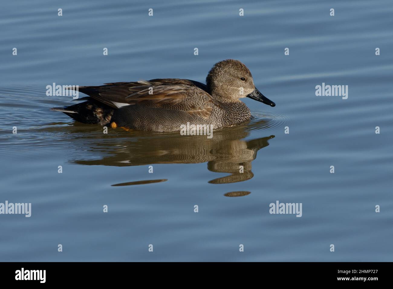 Male Gadwall (Mareca strepera) Stock Photo