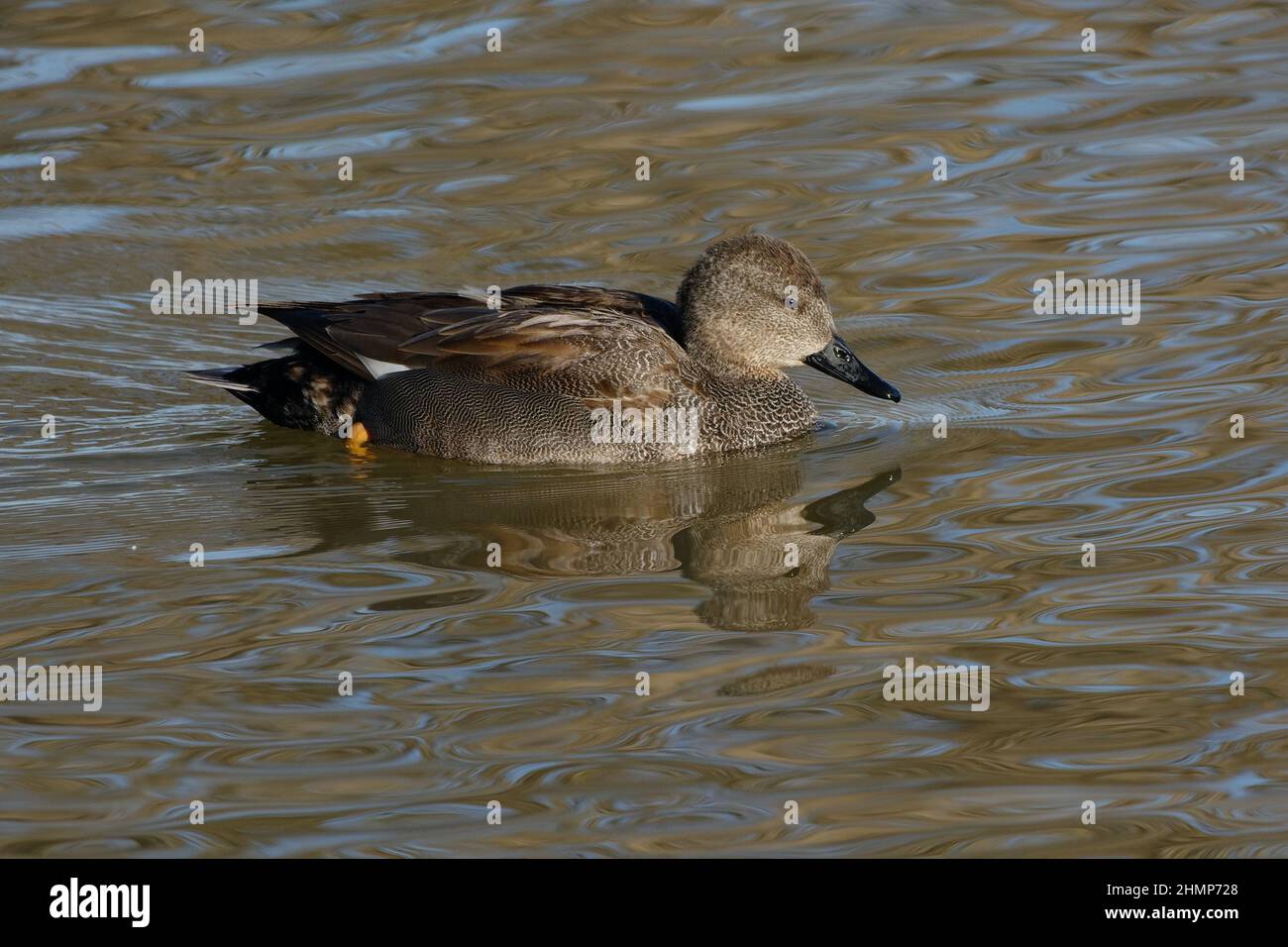 Male Gadwall (Mareca strepera) Stock Photo