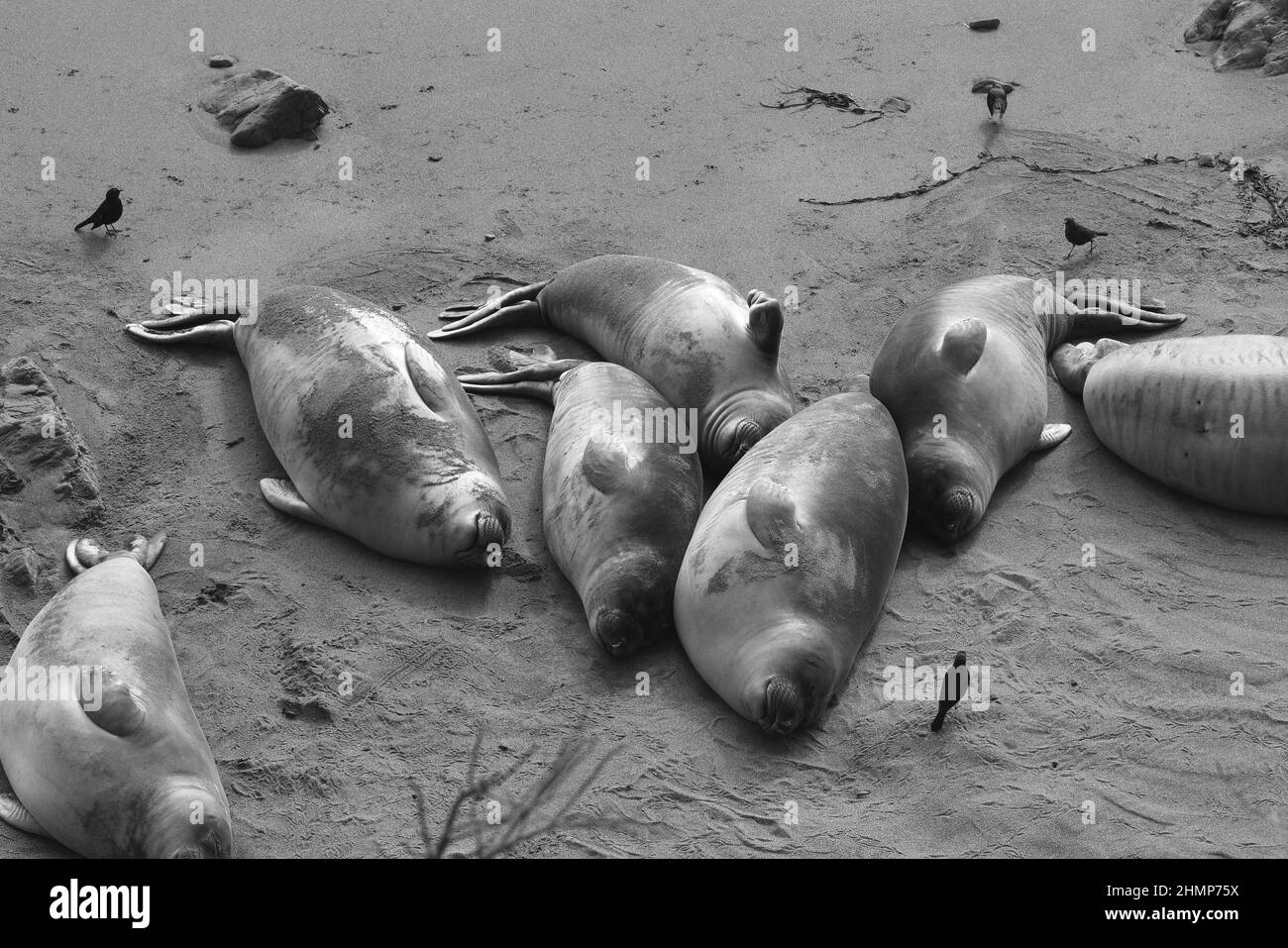 Black and White Close up of Seals Napping on Beach with Walking Birds Stock Photo