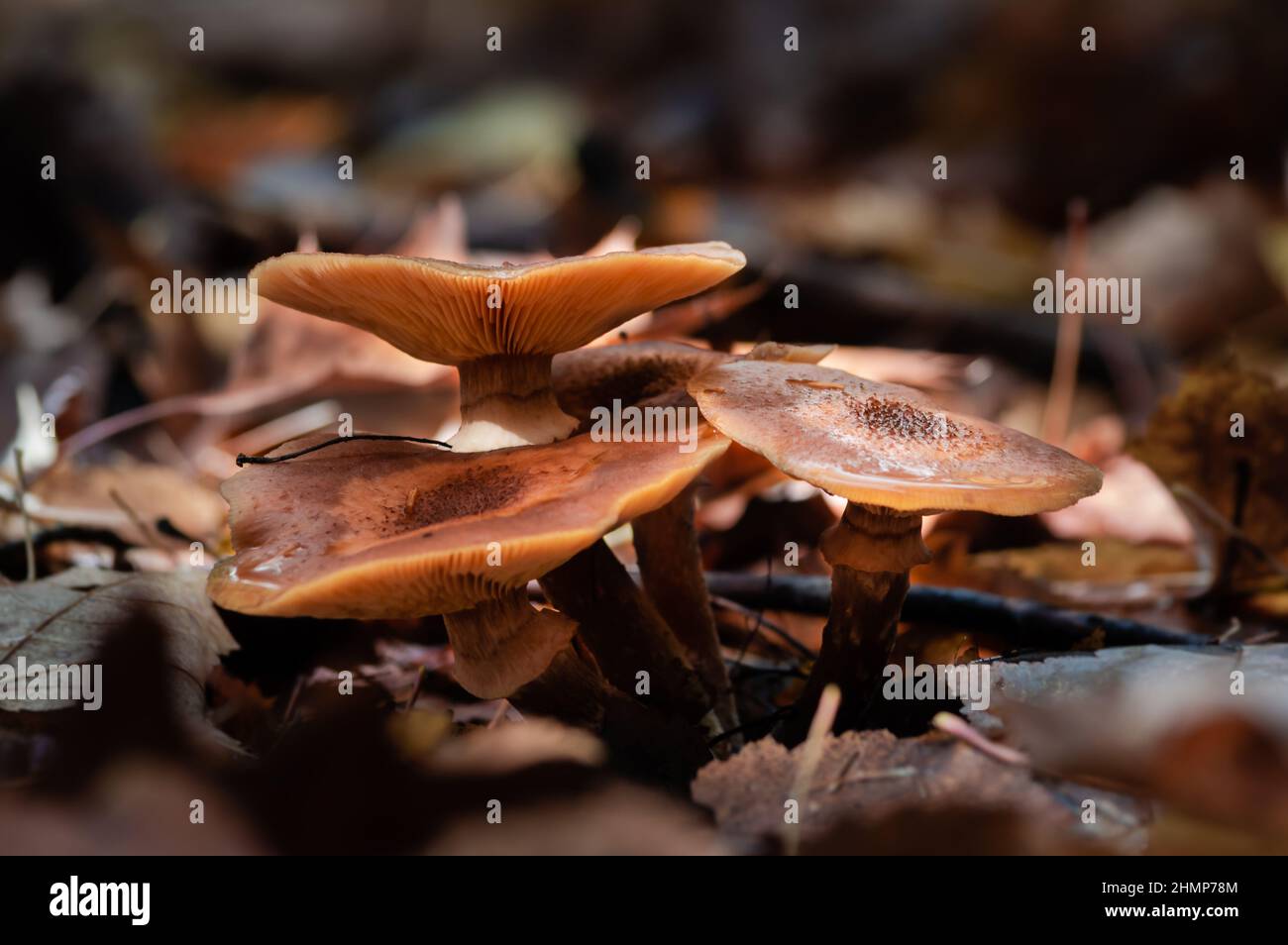 Group of three mushrooms on a damp forest floor covered with dead ...