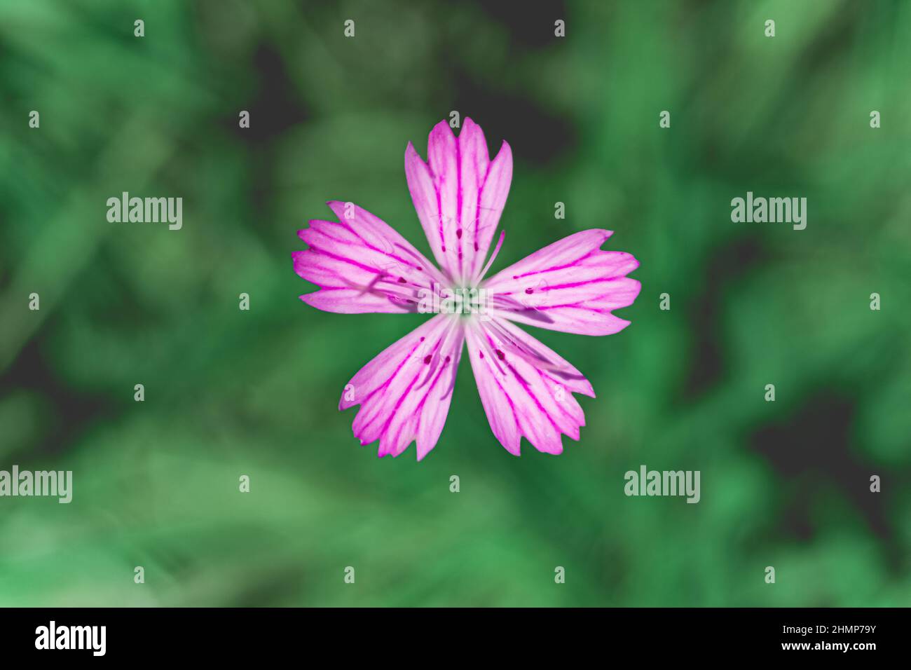 Single flower of Carthusian Pink (Dianthus carthusianorum). Green natural background. Stock Photo