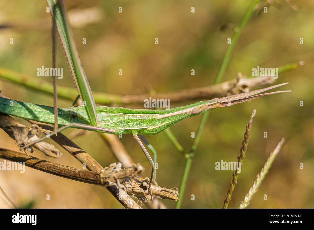 Green cone-headed grasshopper on branch. (Acrida ungarica) Stock Photo