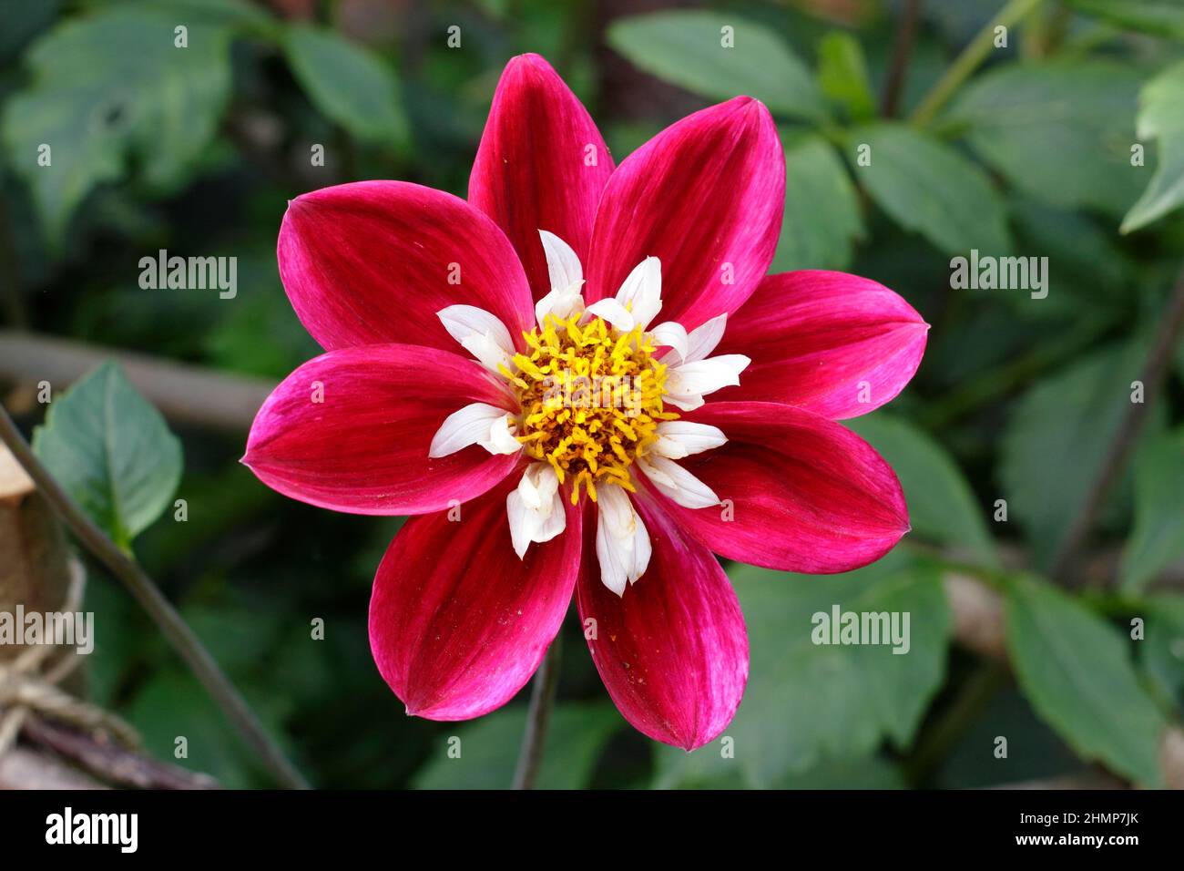 Dalhia 'Mary Eveline' collarette dahlia flower sometimes spelled Mary Evelyn. UK Stock Photo