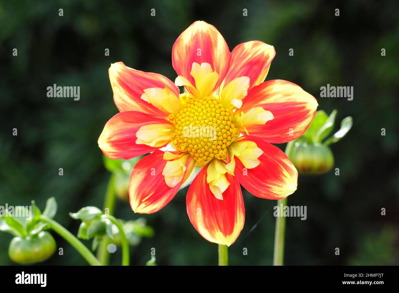 Dahlia 'Pooh', a collarette dahlia displaying characteristic red orange petals. UK Stock Photo