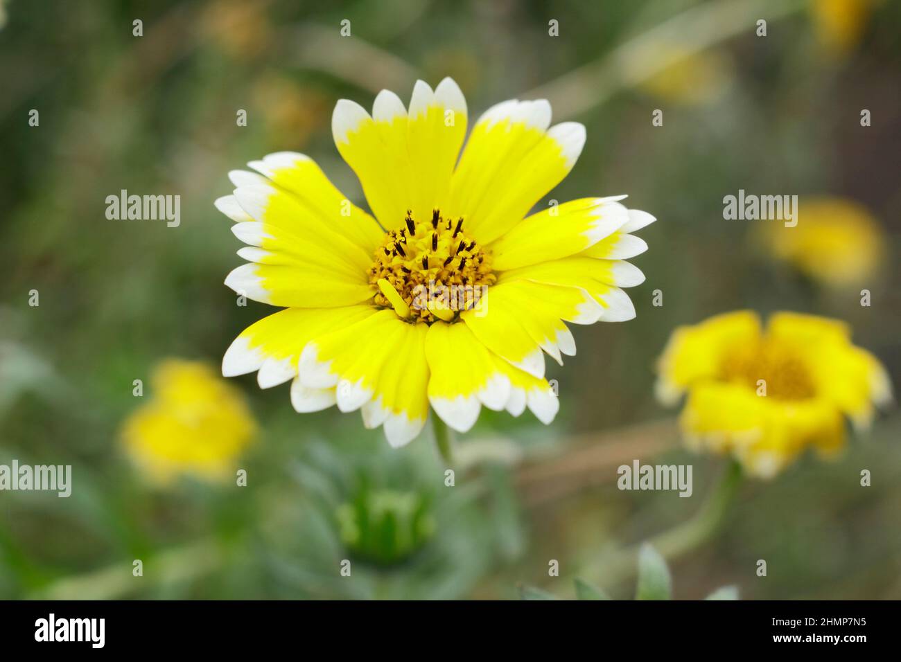 Layia elegans 'Tidy Tips' annual flower with distinctive white tips on yellow blossoms. UK Stock Photo