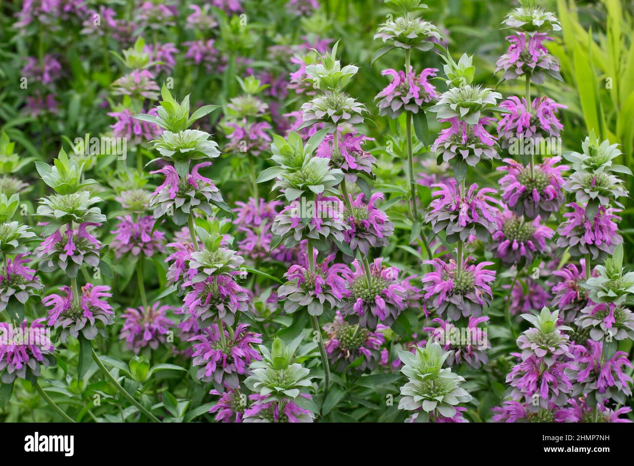 Monarda 'Lambada'. Monarda hybrida 'Lambada' bee balm flowering in a September garden border. UK Stock Photo