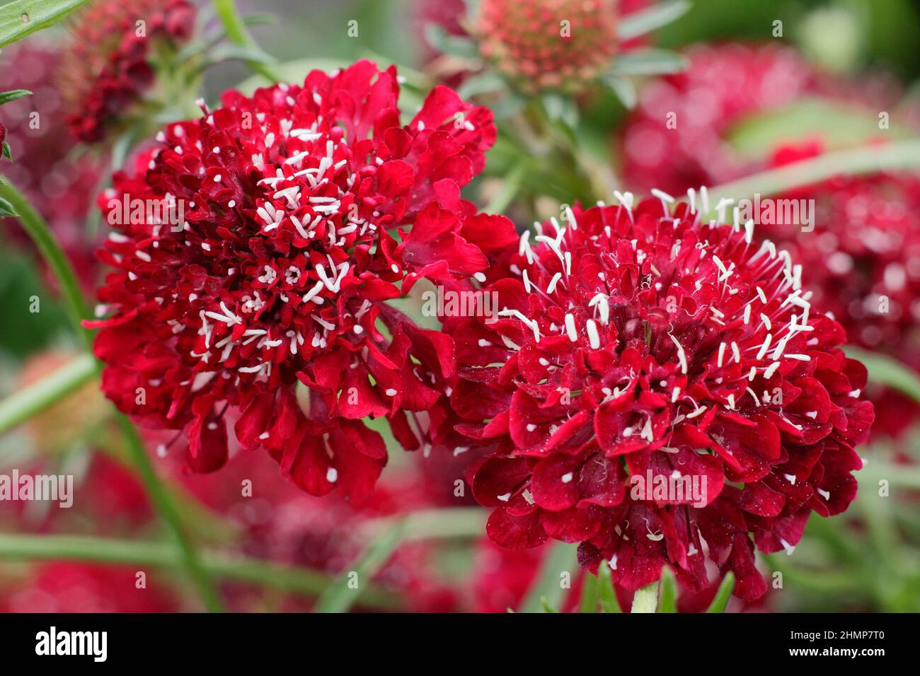 Scabiosa atropurpurea ‘Burgundy Beau’ flowering in September. UK Stock Photo