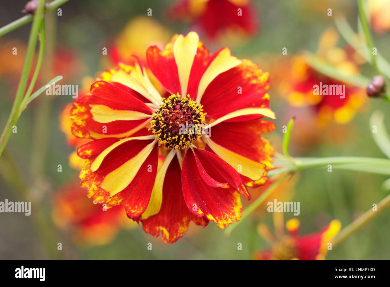 Coreopsis tinctoria uk hi-res stock photography and images - Alamy