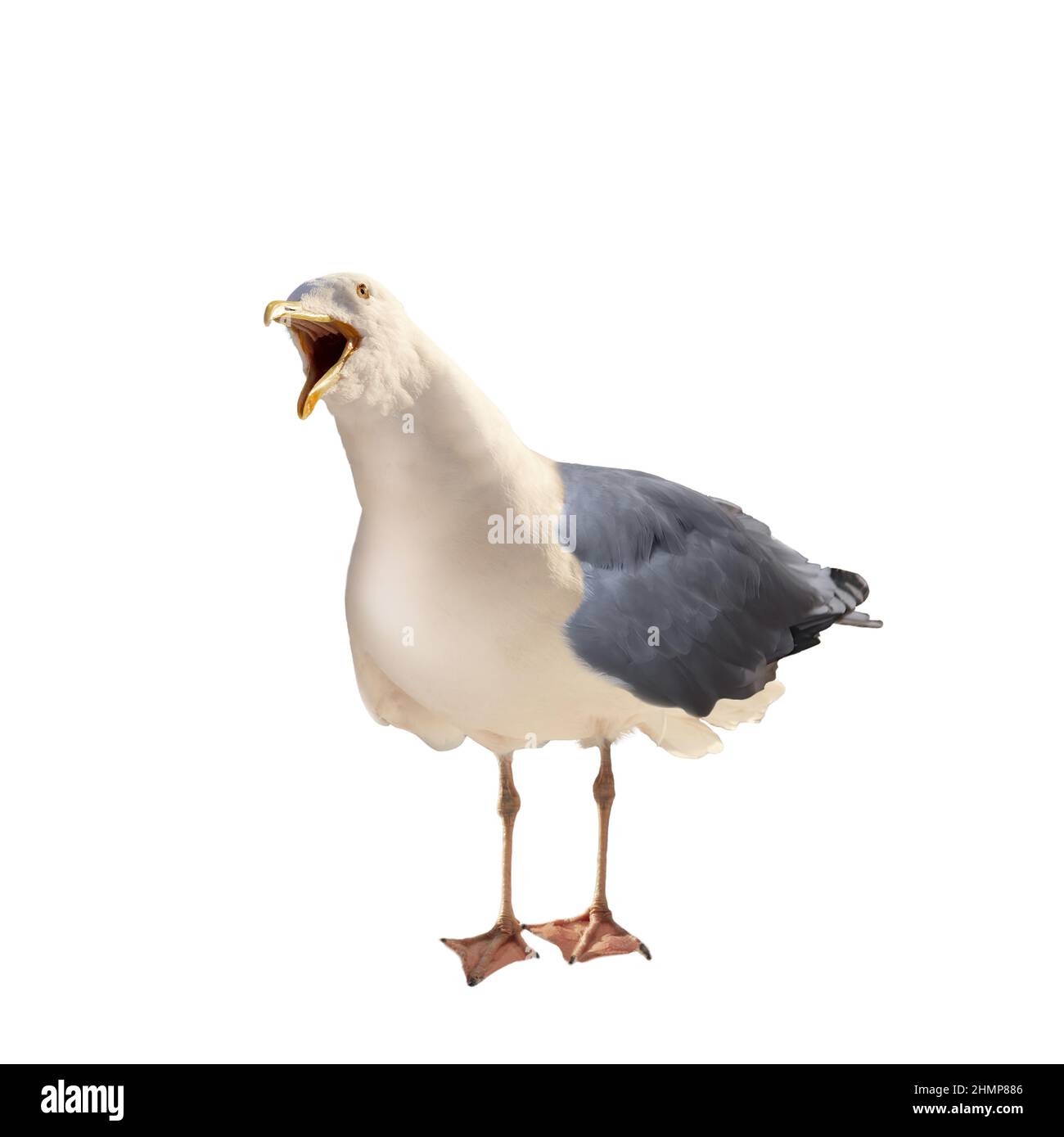 Live wild seagull in full growth with open beak on a white background Stock Photo