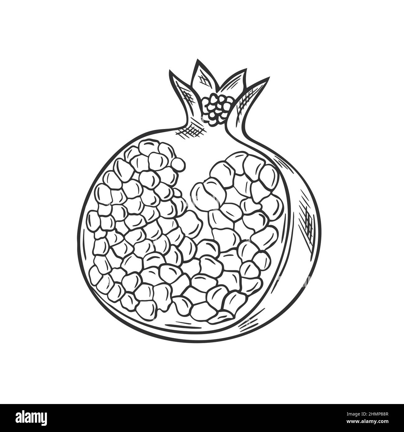 Broken pomegranate fruit hand drawn vintage sketch Stock Vector
