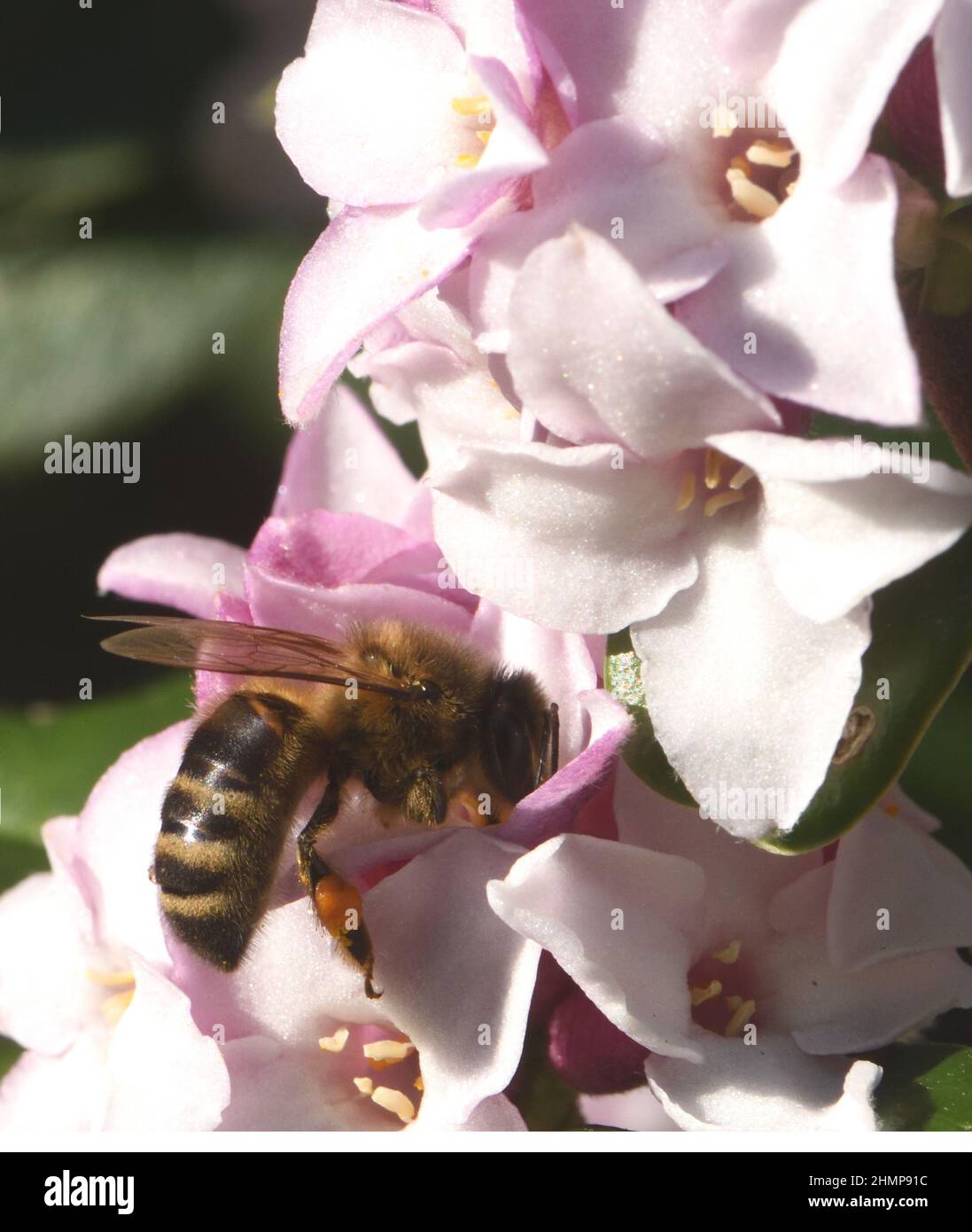 Even on a frosty February morning bright sunshine and the strong scent of Daphne odora attracts a honey bee (Apis mellifera) for a winter top up of ne Stock Photo