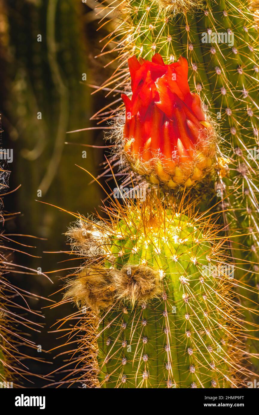 Red Torch Green Cactus Blooming Desert Botanical Garden Phoenix Arizona. Echinopsis huascha Stock Photo