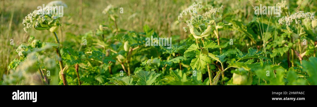Many poisonous plants Giant Hogweed in the field. Known as Heracleum or Cow Parsnip. Juice of this dangerous plant forming burns and blisters on human Stock Photo
