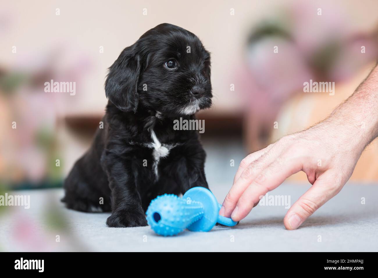 Cute black and white Tibetan terrier  Puppy Looking After His Toy. Selective focus, copy space Stock Photo
