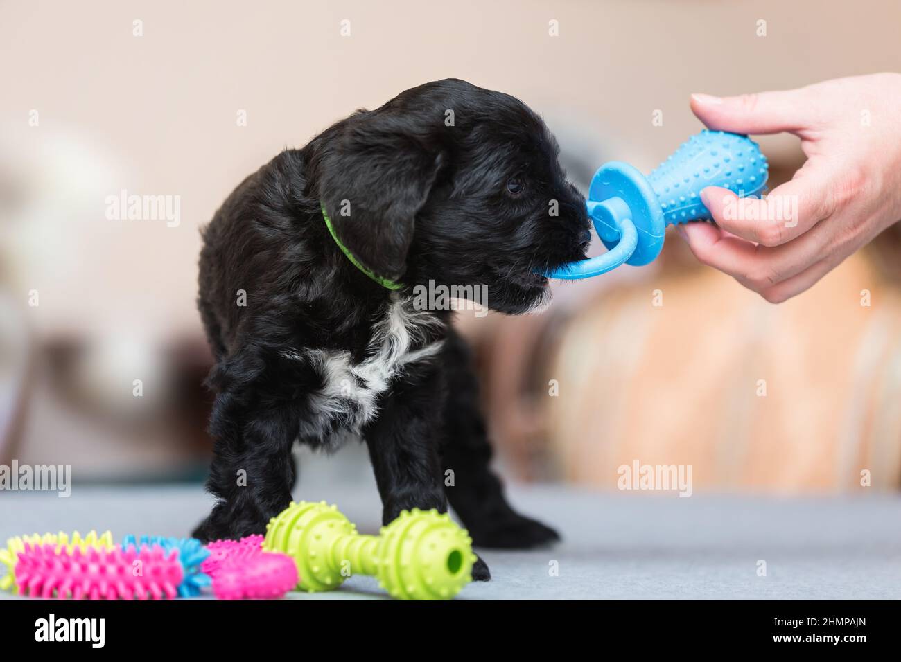Tibetan terrier Puppy Dragging A Blue Toy. Baby dog chewing a toy bone