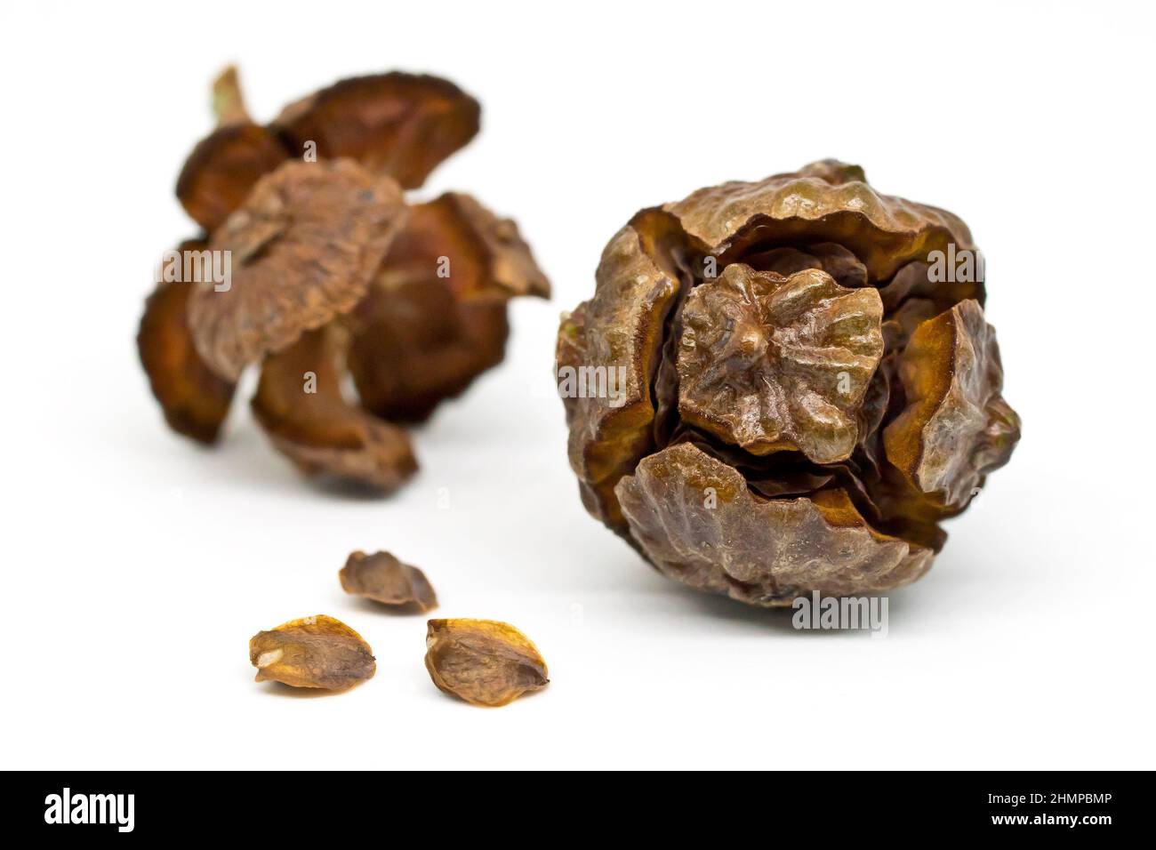 Leyland Cypress (cupressocyparis leylandii), close up still life of two mature globular cones with seeds isolated against a white background. Stock Photo