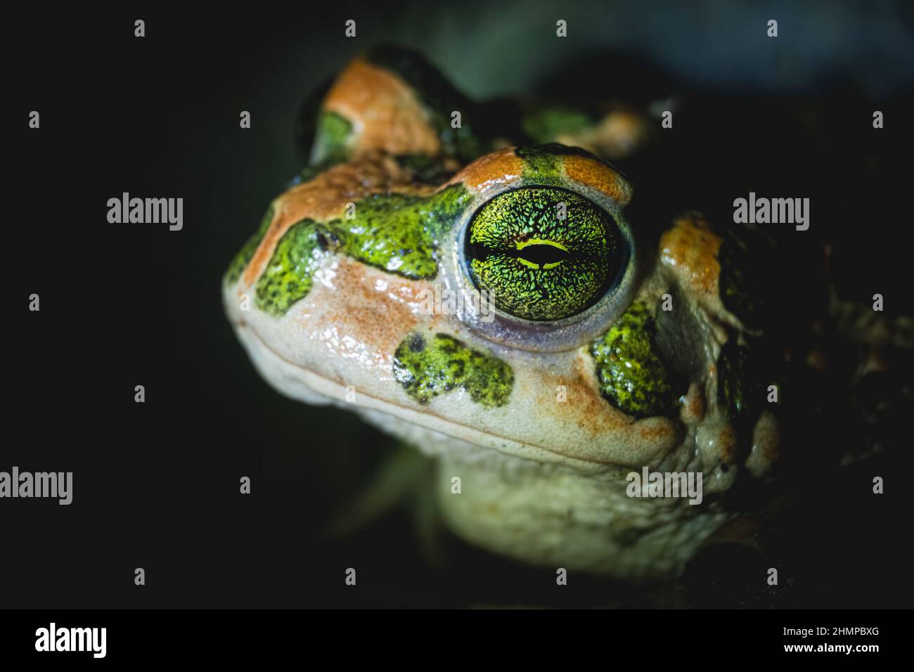 European green toad (Bufotes viridis) eye detail. Macro shot. Stock Photo